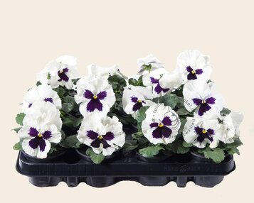 Viool Grootbloemig 'Alpha Wit met Oog' - Tray 12 st. image