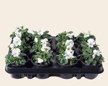 Alleen in winkel Viool Mini 'Sorbet Wit' - Tray 12 st.