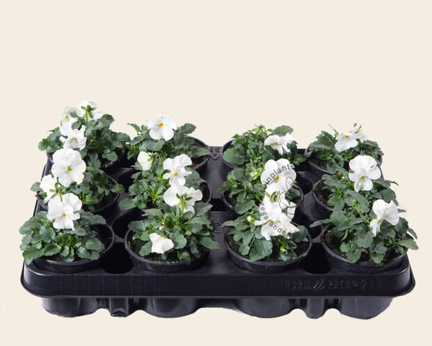 Alleen in winkel Viool Mini 'Sorbet Wit' - Tray 12 st.