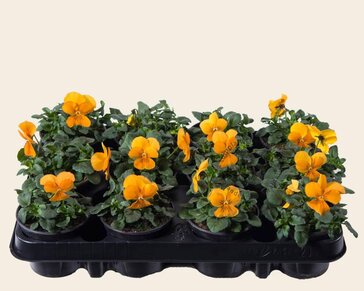 Alleen in winkel Viool Mini 'Sorbet Oranje'  - Tray 12 st.