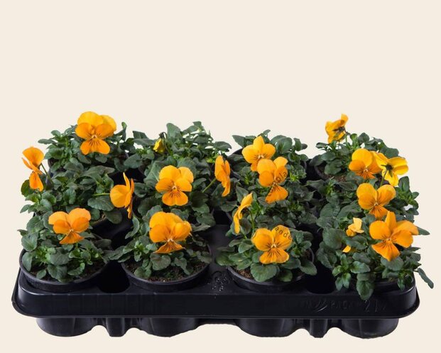 Alleen in winkel Viool Mini 'Sorbet Oranje'  - Tray 12 st.