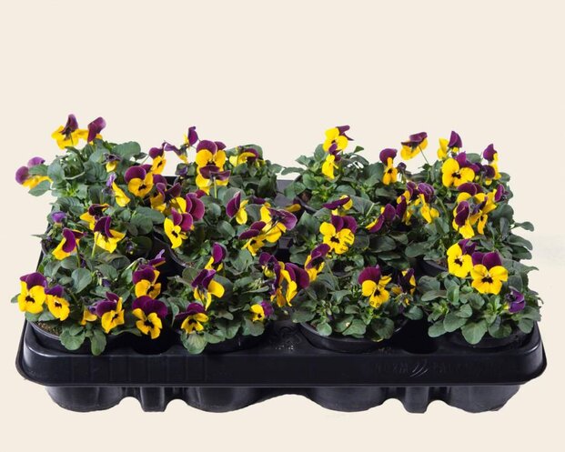 Alleen in winkel Viool Mini 'Rocky Geel-rode Vlag' - Tray 12 st.