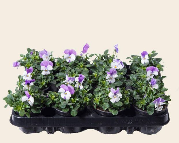 Alleen in winkel Viool Mini 'Callisto Wit-roze Vlag' - Tray 12 st.