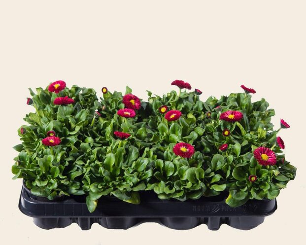 Alleen in winkel Bellis Rood - Tray 12 st.