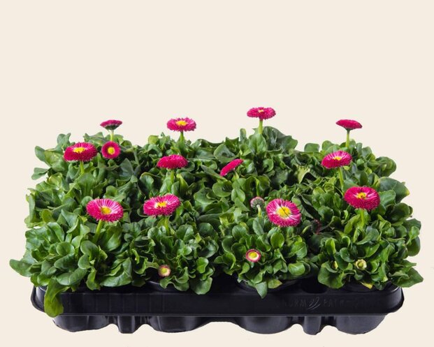 Alleen in winkel Bellis Roze - Tray 12 st.