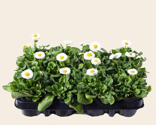 Alleen in winkel Bellis Wit - Tray 12 st.