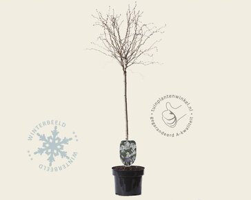 Prunus incisa 'Kojou-no-mai' - 60 cm stam