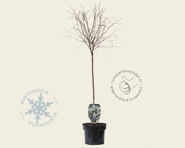Prunus incisa 'Kojou-no-mai' - 60 cm stam