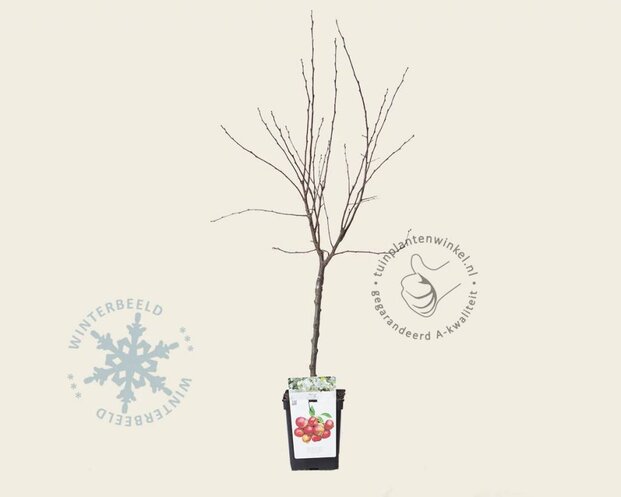 Malus 'Evereste' - mini