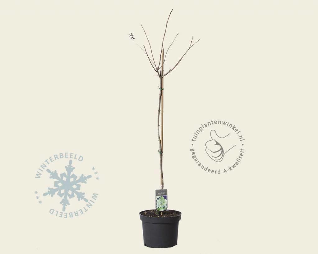 Hydrangea paniculata 'Grandiflora' - op stam
