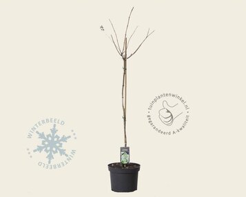 Hydrangea paniculata 'Grandiflora' - op stam image