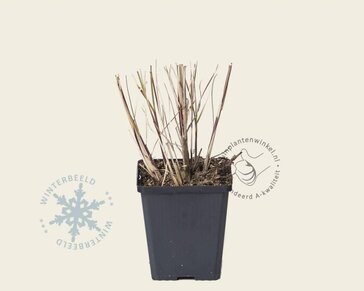 Miscanthus sinensis 'Kleine Silberspinne'