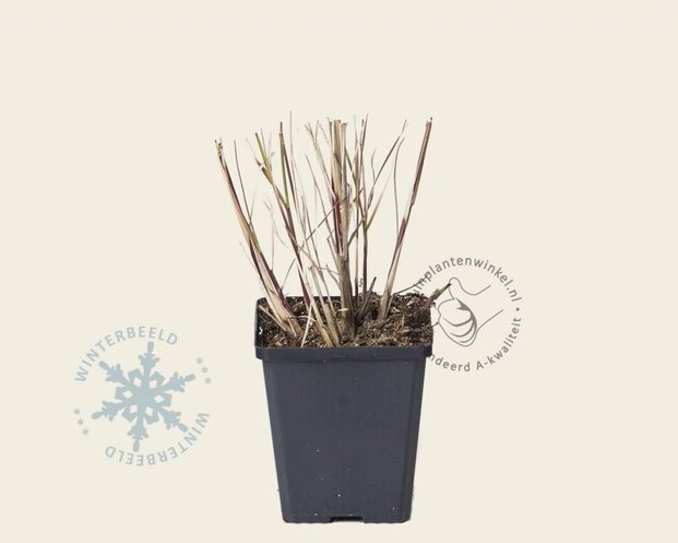 Miscanthus sinensis 'Kleine Silberspinne'