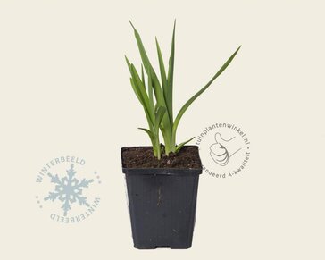 Hemerocallis 'Gentle Shepherd'