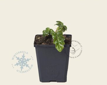 Acanthus mollis