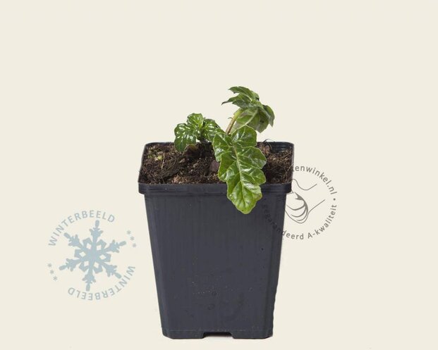 Acanthus mollis
