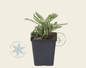 Achillea filipendulina 'Cloth of Gold'