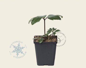 Helleborus niger