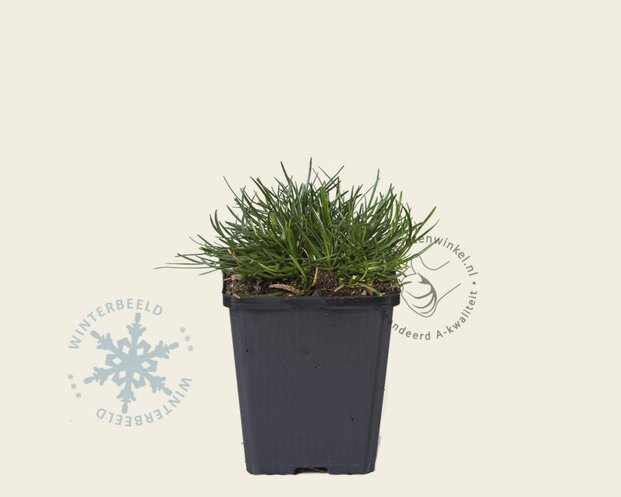 Armeria maritima 'Splendens'