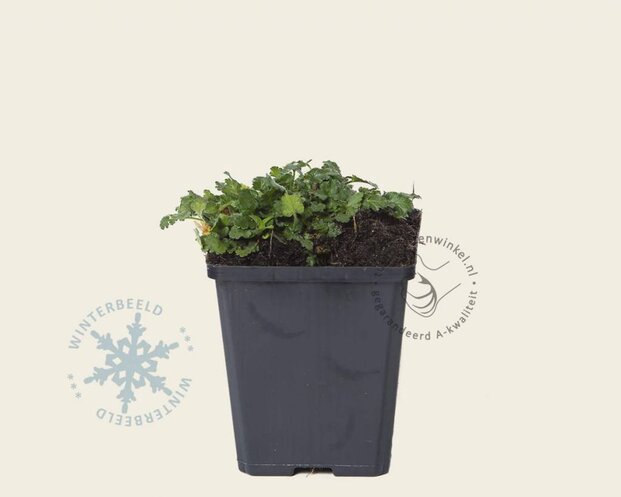 Erodium 'Roseum'