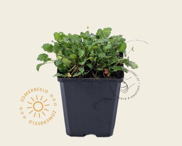Erodium 'Roseum'