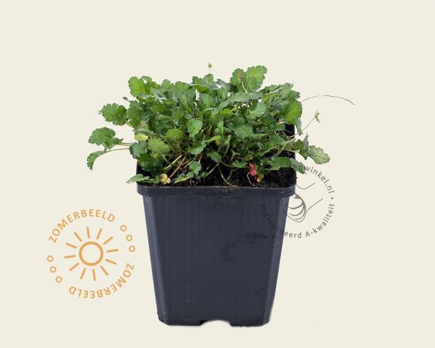 Erodium 'Roseum'