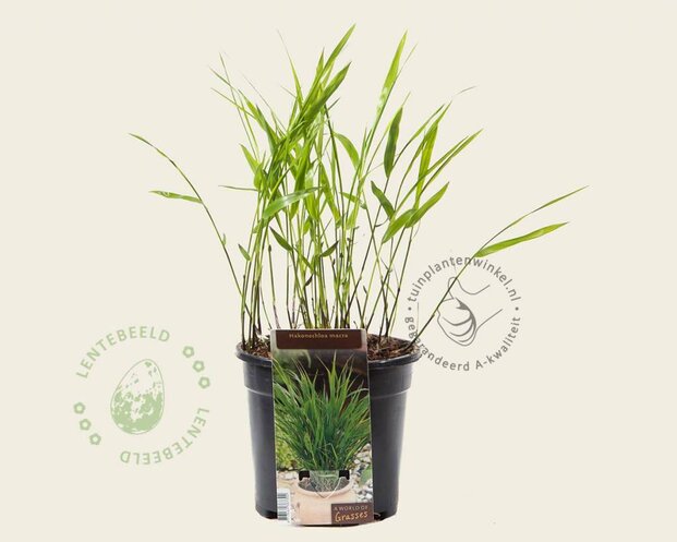 Hakonechloa macra