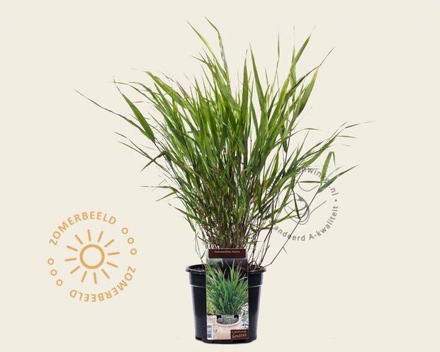 Hakonechloa macra