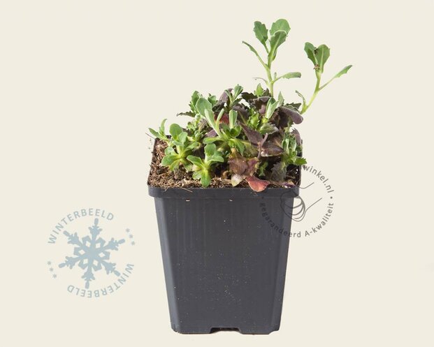 Arabis caucasica 'Snowcap'