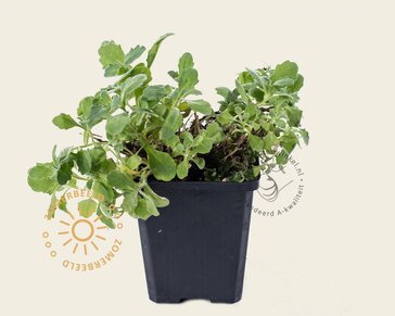 Arabis caucasica 'Snowcap'