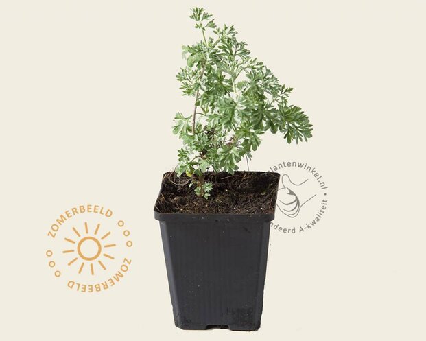 Artemisia 'Powis Castle'