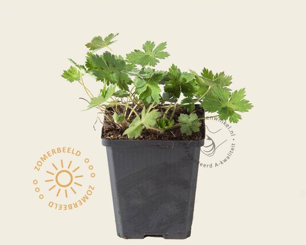 Geranium phaeum