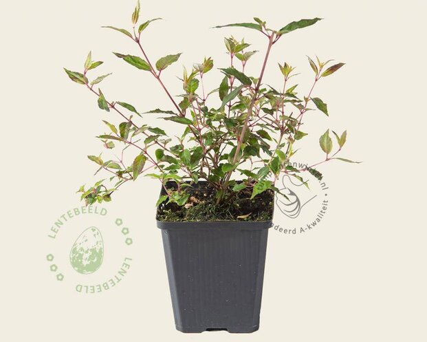 Fuchsia magellanica ‘Riccartonii’
