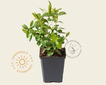 Hypericum calycinum