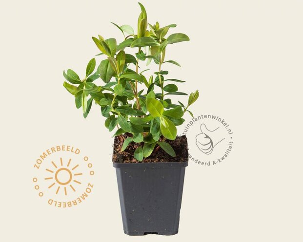 Hypericum calycinum