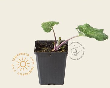 Crambe cordifolia