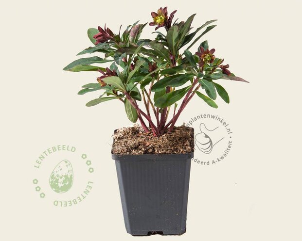 Euphorbia amygdaloides 'Purpurea'