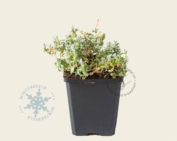 Cerastium tomentosum var columnae