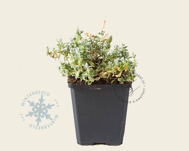 Cerastium tomentosum var columnae