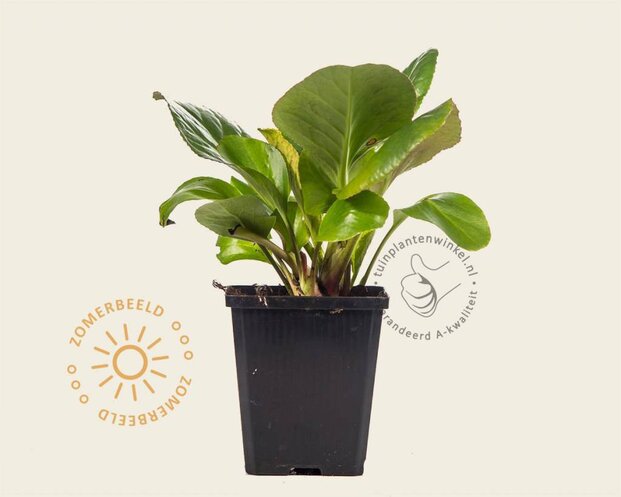 Bergenia 'Silberlicht'