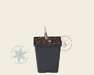 Hosta fortunei 'Francee'