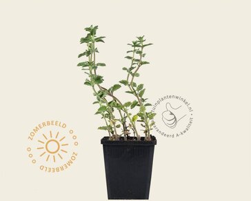 Nepeta faassenii 'Walker's Low'