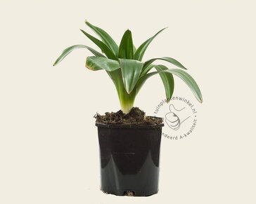 Allium giganteum