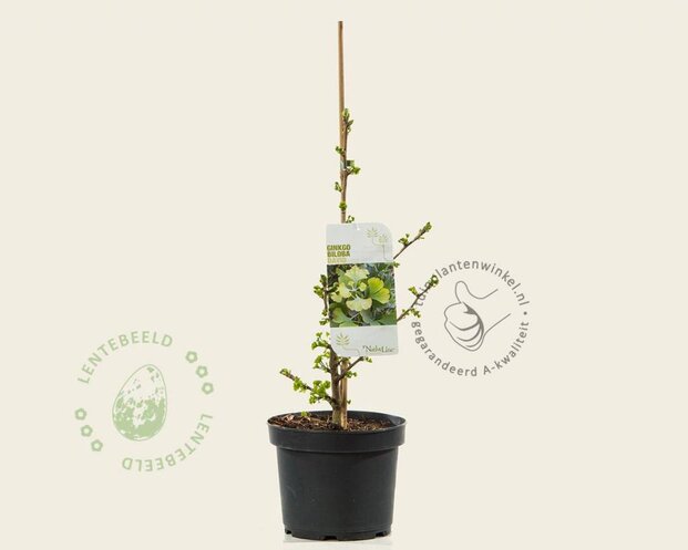 Ginkgo biloba 'David'