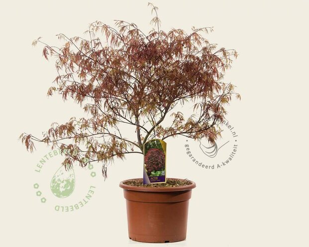 Acer palmatum 'Garnet' 60/80