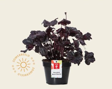 Heuchera 'Black Beauty'