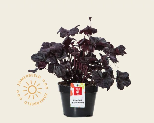 Heuchera 'Black Beauty'