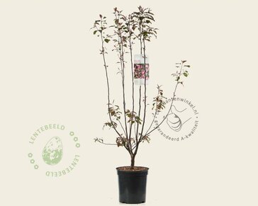 Malus 'Mokum'