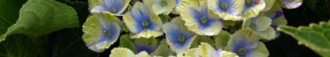 Hortensia magical kopen