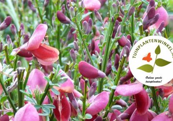 Onze vernieuwde tuinplantenwinkel